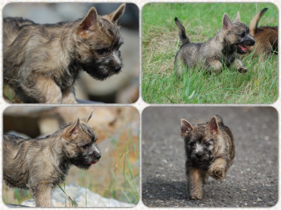 Cairn Terrier – girl and boy with FCI pedigree